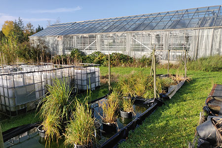 De store hvide kar bruges til mesocosmer, og foran til højre ses en samling saltmarskgræs