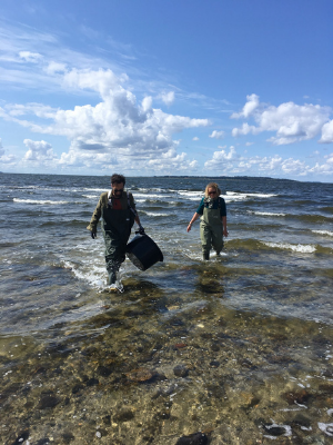 Collecting of samples in Limfjorden