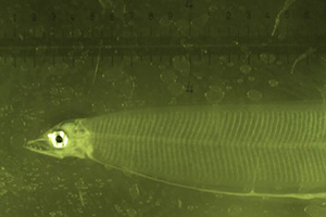 An eel