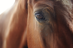 Horse eye