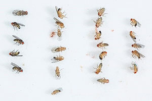 Drosophila melanogaster