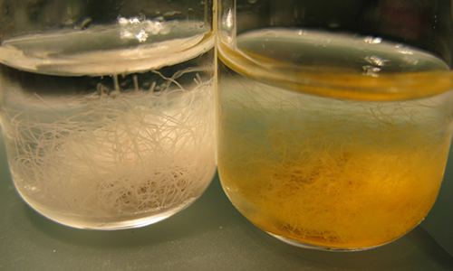 Microbial processes with bacteria