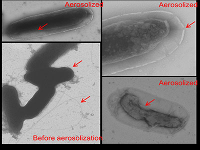 Cells of Pseudomonas syringae before (left low panel) and after aerosolization. In the dry atmosphere cells lose water and shrink. The outer cell membrane gets disrupted (red arrow upper right panel) and cells die.