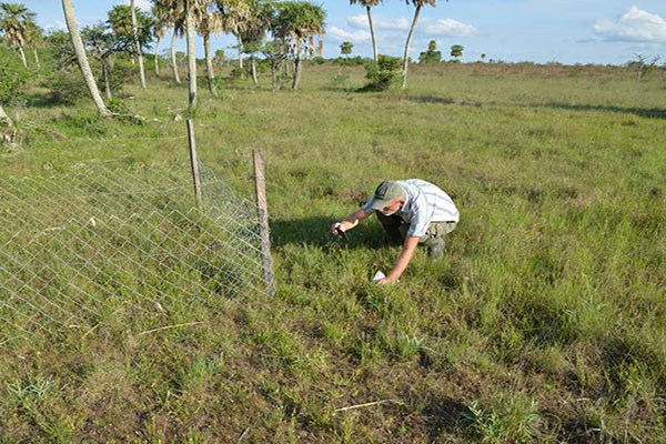 Centerleder Jens-Christian Svenning inspicerer hegning af udvalgt græsningsflade, hvor større planteædere ekskluderes som del af et langvarigt forskningsprojekt i Corrientes regionen i Argentina