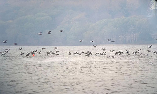 Dronebåden sejler ud og skræmmer en flok på ca 200 edderfugle væk fra et opdrætsanlæg I Horsens Fjord
