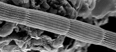SEM image of part of a cable bacterium (4 cells) with clearly visible outer ridges, which mark the internal electric wires