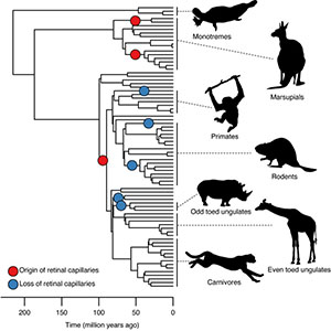 Evolution af nethindekapillærer afbilledet på pattedyrs fylogenetiske stamtræ