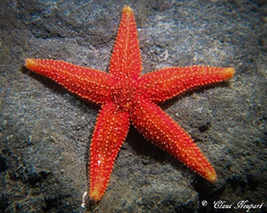 Common starfish (Asterias rubens)