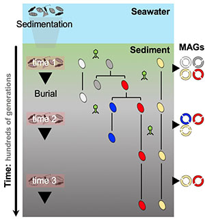 Marine sediments grow by sedimentation whereby cells populating the surface sediment are buried into the subsurface sediment below