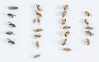 Talrige typer af genetiske mutanter gør det muligt at studere enkelte geners rolle for forskellige egenskaber. Her vises morfologiske mutanter (fra venstre): ‘ebony’ kropsfarve, ‘white’ øjne, ‘vestigial’ (reducerede) vinger og ‘vildtype’ (normale) fluer 