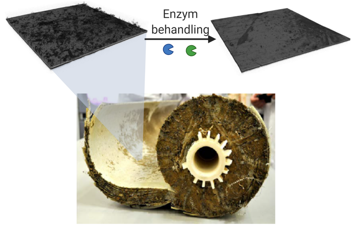 Enzymatic screening of biofilm layers on membranes by 'optical coherence topography'. The method is used to identify useful enzyme solutions for biofilm removal