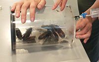 En gasprøve bliver taget fra et respirationskammer med kakkerlakker