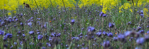 Billede af blomster