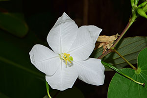 Hvid blomst