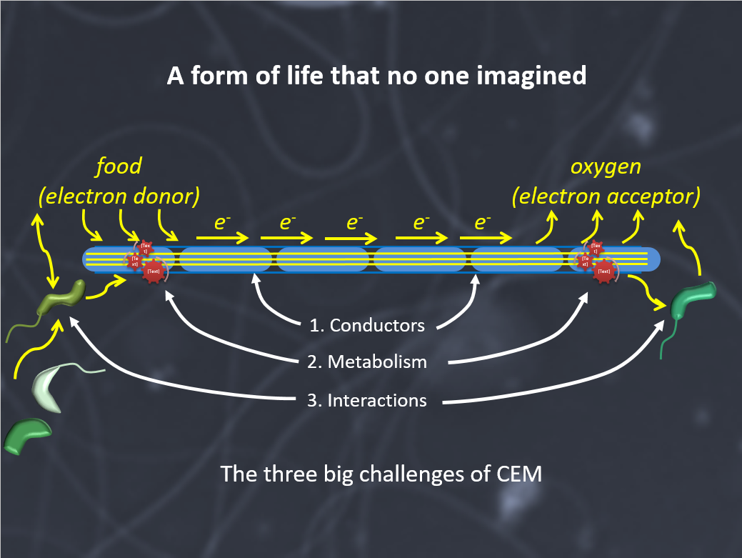 Diagram of cable bacteria and the three majer questions of CEM